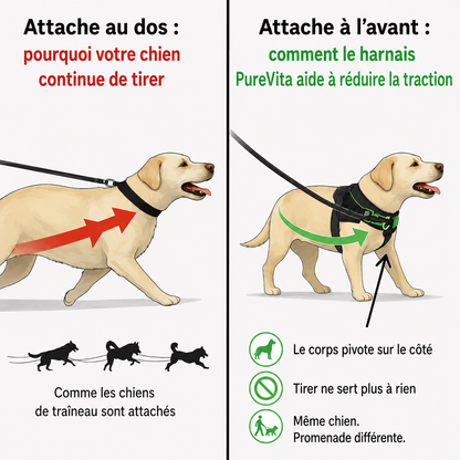 Harnais anti-traction pour chien PureVita